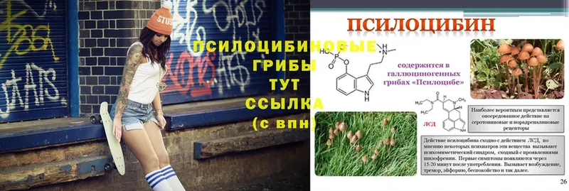 Галлюциногенные грибы Psilocybine cubensis  Миллерово 